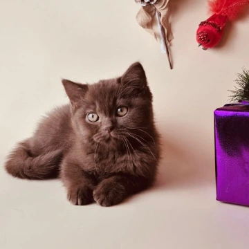 Karunt British Shorthair Kittens | Kittens for sale. 