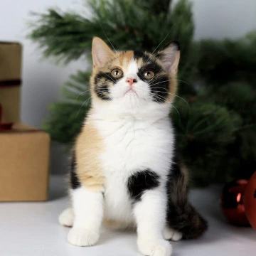 Мiledy British Kittens | Kittens for sale. 