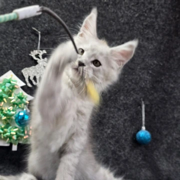 Zack Maine Coon Kittens | Buy a kitten. 