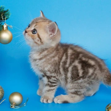 Carrie British Kittens | Kitten for sale. 