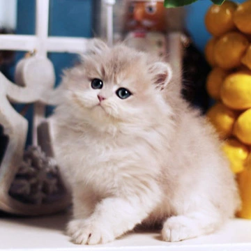 Quill Longhair British Kittens | Buy a kitten. 