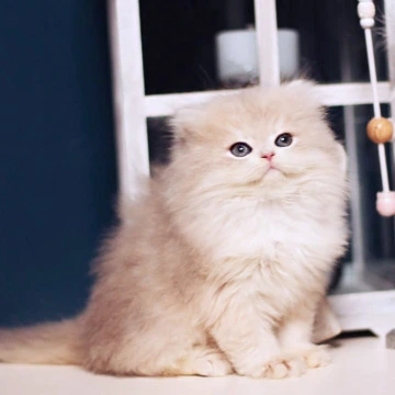 Quick Longhair British Kittens | Kittens for sale. 