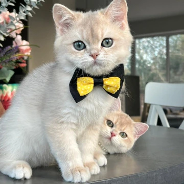 Patrik British Kittens | Buy a kitten. 